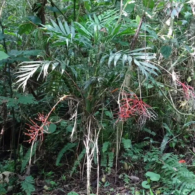 thumbnail for publication: Chamaedorea elegans: Parlor Palm